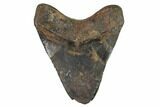 Bargain, Fossil Megalodon Tooth - North Carolina #91612-2